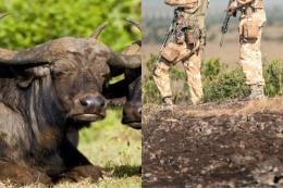 Photocollage of a buffalo and KWS rangers.